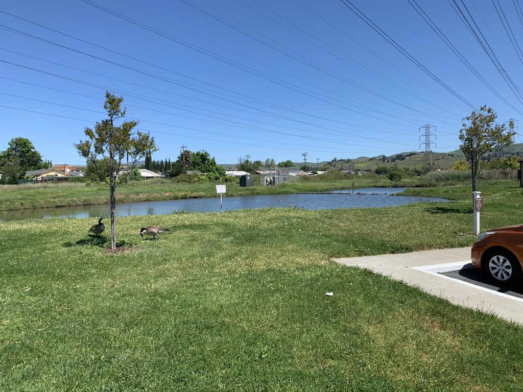 Private Lake with Ducks